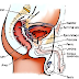 prostate and urinary bladder