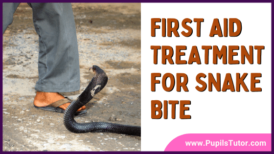 snake bite first aid