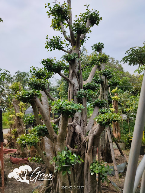 Jual Bonsai Beringin Korea Taman (Pohon Dolar) di Banjarnegara Garansi Mati Terjamin