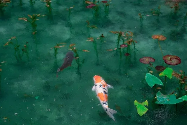 Pet koi fish in a pond
