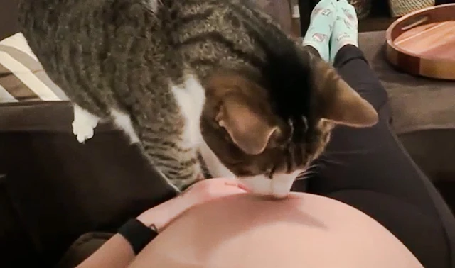 Cat fascinated with the bellybutton of their pregnant owner