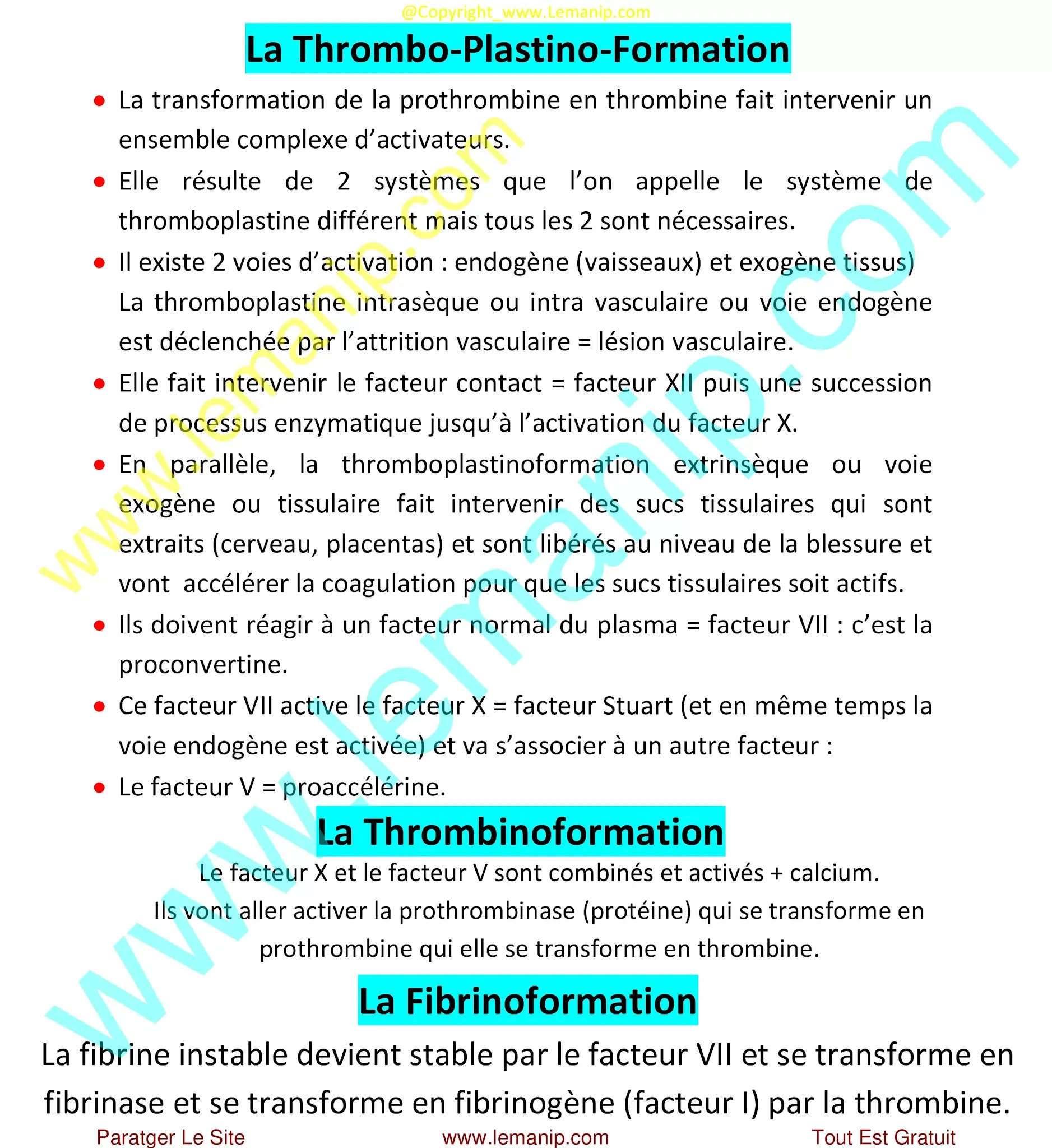 Thrombo-Plastino-Formation, Thrombinoformation et Fibrinoformation