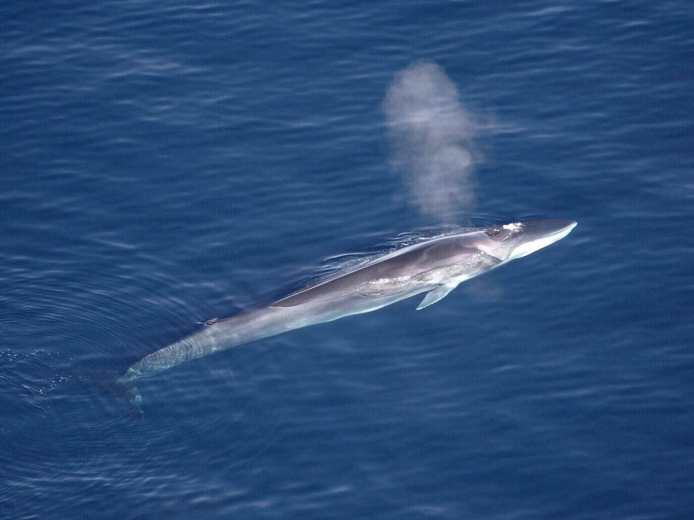 aerial view of fin whale - the 5 largest whale species in the world