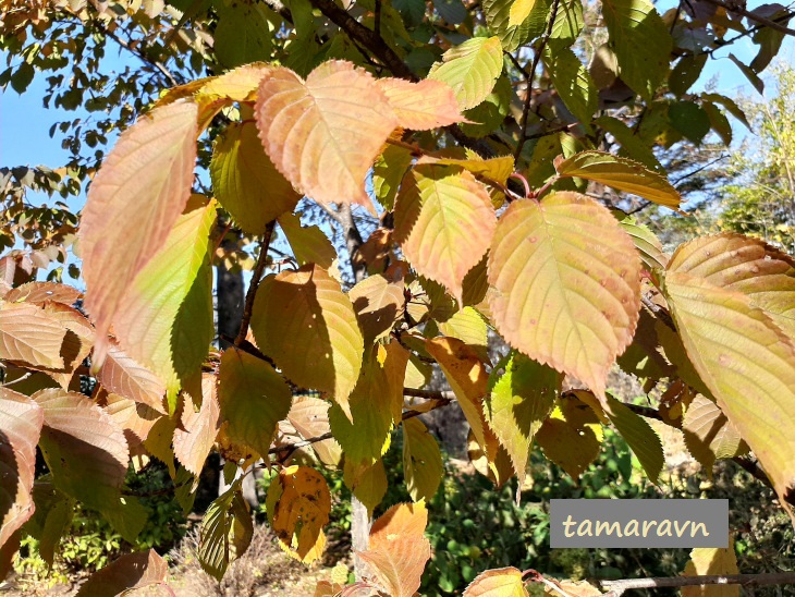 Вишня сахалинская / Вишня Саржента (Cerasus sachalinensis, =Cerasus sargentii)