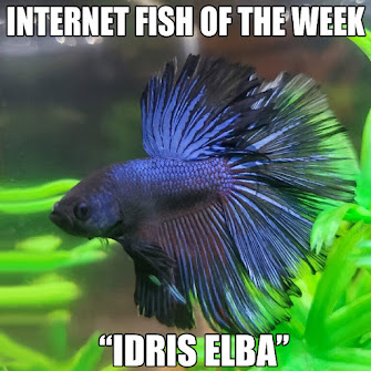 INTERNET FISH OF THE WEEK!