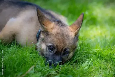 Adopting vs. Buying: Where to Find Your Sable German Shepherd