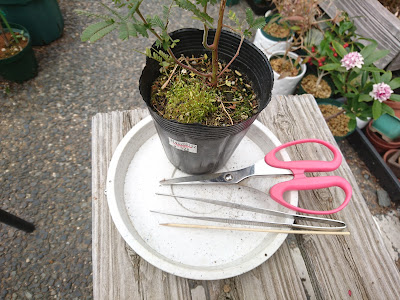 ミモザ　植え付け　植え替え