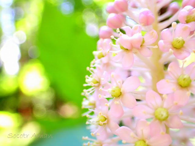 Phytolacca japonica