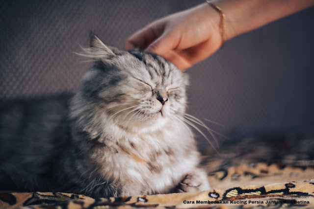 Cara Membedakan Kucing Persia Jantan dan Betina