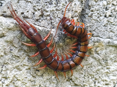 Centipede Spirit Animal