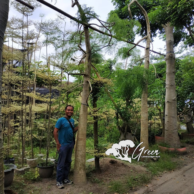 Jual Pohon Kelor Afrika (Moringa) di Batang | Harga Pohon Kelor Afrika Berbagai Macam Ukuran