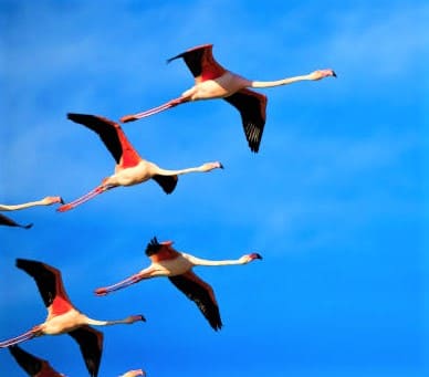 Can Flamingos Fly? And Flightless Birds
