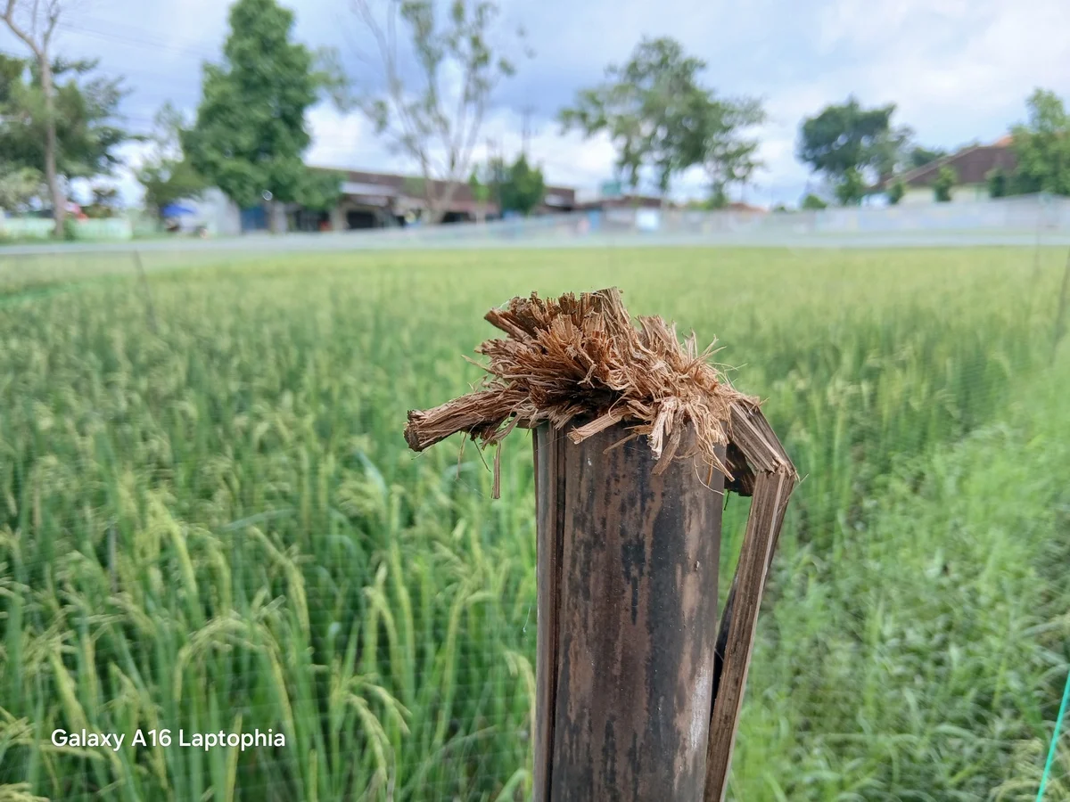Menjajal Samsung Galaxy A16, Begini Kesan Pertamanya...