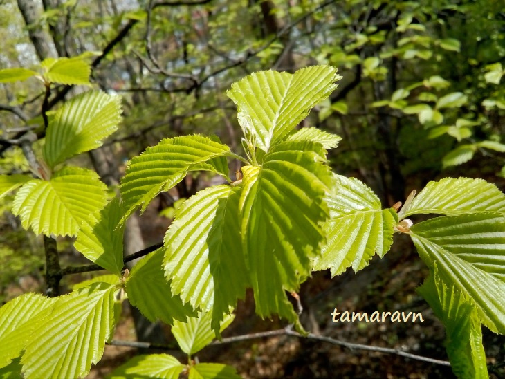 Мелкоплодник ольхолистный (Micromeles alnifolia)