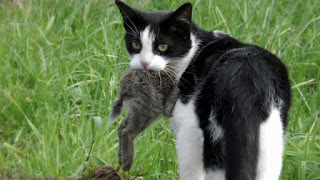 TNR doesn't stop Feral cats from hunting