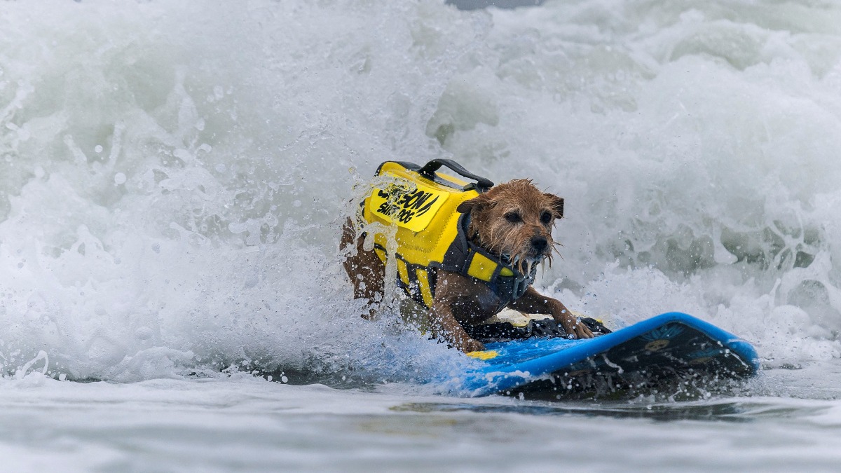 Así estuvo el Campeonato Mundial de Surf para Perros en playas California