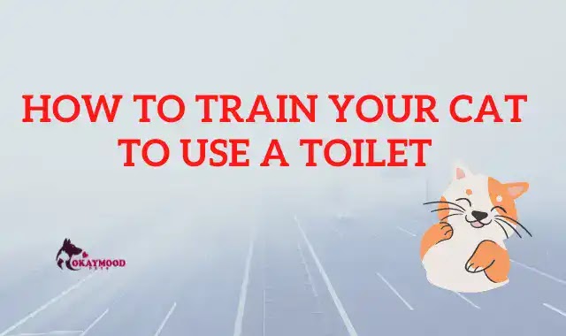 How to train your Cat to Use a Toilet