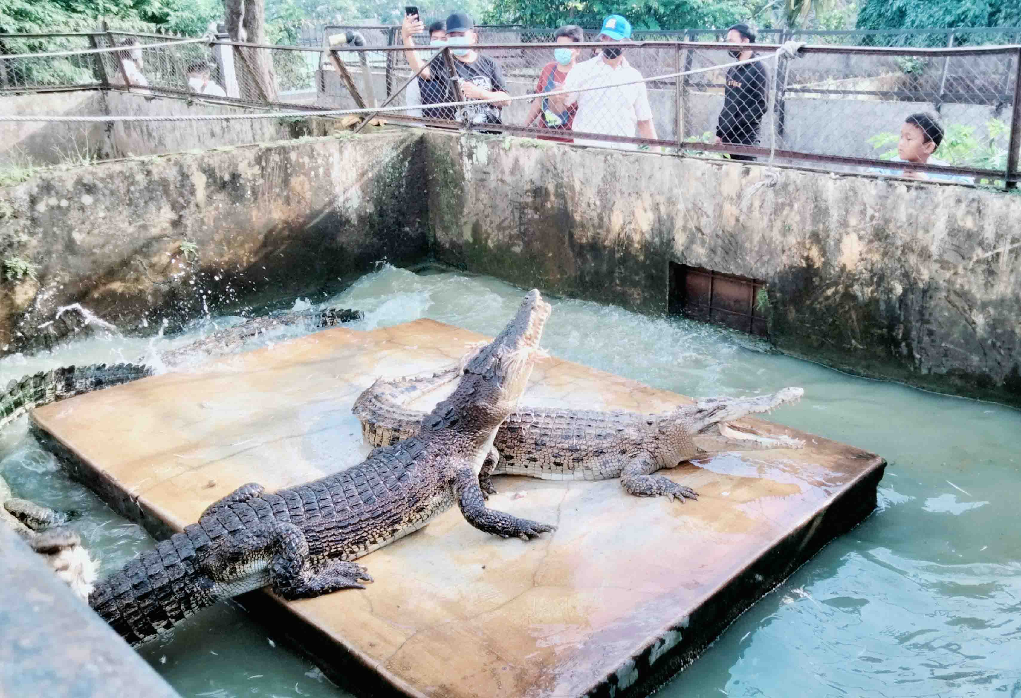 Taman Buaya Asam Kumbang Medan