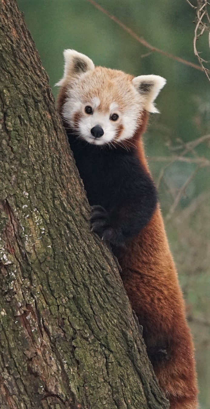 Red panda climbing a tree.