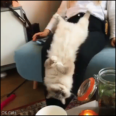 Funny Cat GIF • Lazy chubby clumsy cat falling from Mom's thighs to floor, haha! [ok-cats-gifs.com]