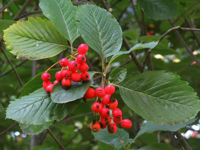 Рябина колхидская (Sorbus colchica)