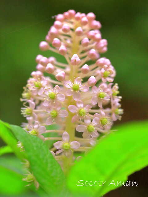 Phytolacca japonica