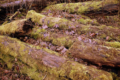 Natural Wood Pile