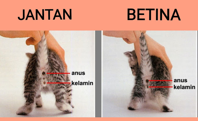 Cara membedakan kucing jantan dan betina