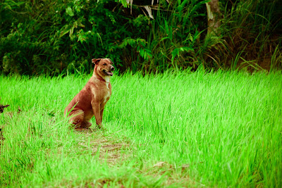 comment eduquer son chien au clicker