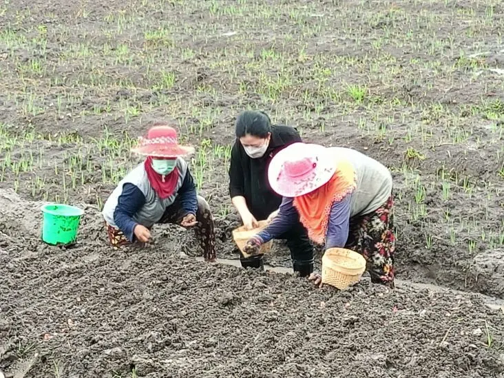 Usai Tanam Padi, Kini Puan Maharani Bantu Petani Tanam Benih Bawang