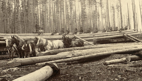 Men and horses among large timbers