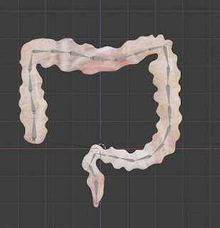 Large Intestine rigged free 3d models fbx obj blend