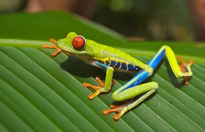 Tell Indian Bullfrog Bullfrog is the largest species of frog in India