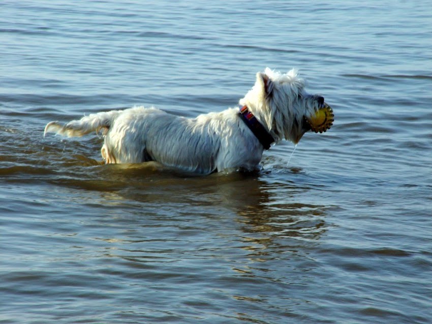 Ferienwohnung St.Peter-Ording Hunde - Peter-Ording Ferienwohnung Nordsee Urlaub mit Hund