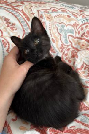 How to Find a Black Kitten on Craigslist Boise