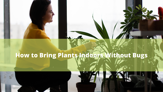 How to bring plants indoors without bugs