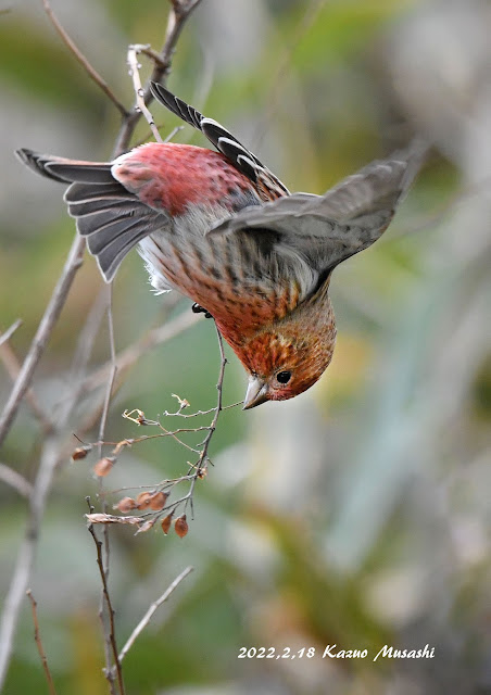 宮城の野鳥