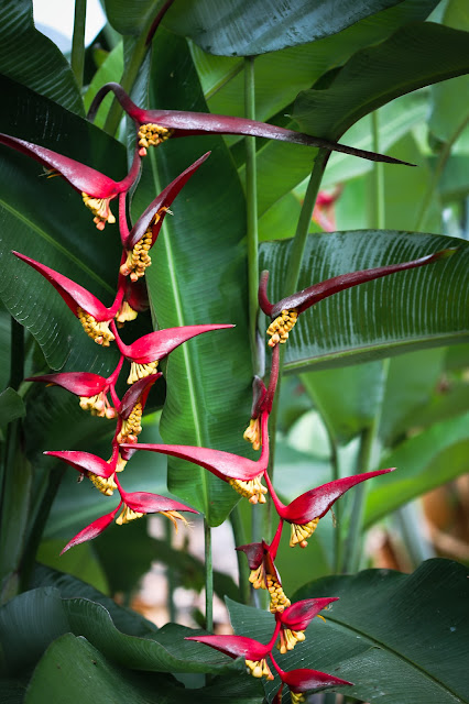 Pair of red hanging heliconia flowers in Hawaii