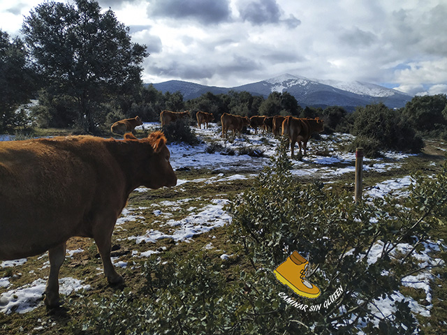 VACAS PASTANDO JUNTO A LA CAÑADA REAL SORIANA OCCIDENTAL