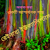 #rainbo_iukeliptas বিশ্বে অবাক করা 'রেইনবো ইউক্যালিপ্টাস' গাছ