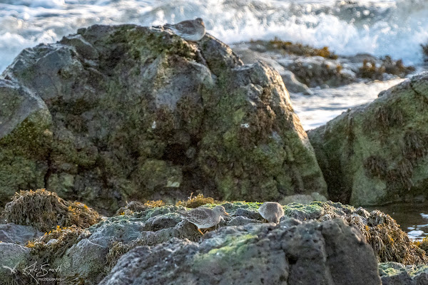 Purple sandpiper