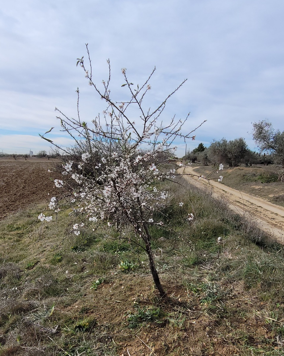 El placer de las pequeñas cosas. Almendro y membrillero. AVvXsEhxVKeANSingEGdbdwxAS7_PGkC0DIikj74QC84Lz5deW5qlub3HgOygCyS_EXCP9LnwCSWicZR1uuynt9jVCtobQhPu5gF6X5P22cxT4jtagkzLhzWMQ-P1HEhdm7pXrZf7ZL18a5M0ZDKvXEZVxJLHrsnGg8kCt5JxvXTd03dIg-7kQ3qnnxCEHPh5w=s1200