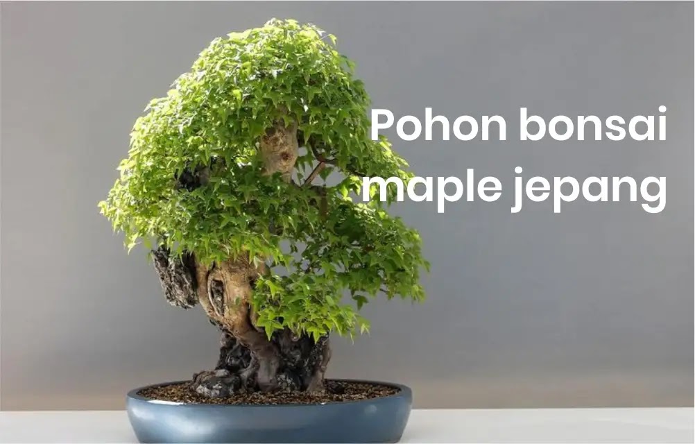 Pohon yang bisa dibonsai maple jepang
