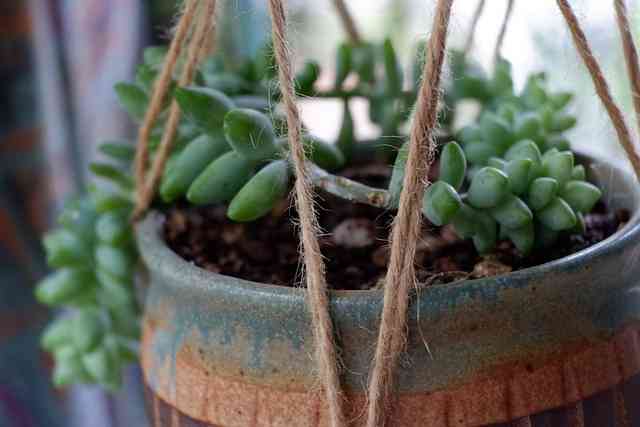 Tesbih Çiçeği İnci Tanesi Çiçeği Bakımı (Senecio Rowleyanus)