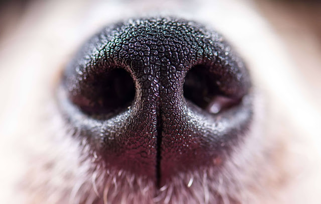 Why Is My Dog's Nose Running?  What Causes It And What To Do