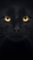 Fotos de los ojos coloridos de gatos negros