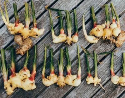 Cómo cultivar jengibre en casa