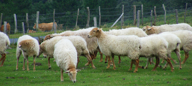 Manech Tete Rousse sheep, Pyrenees-Atlantique, France. Photo by Loire Valley Time Travel.