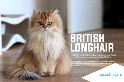بريطاني طويل  الشعر , British long hair