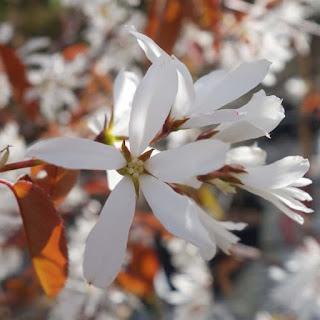 Amelanchier x grandiflora 'La Paloma'